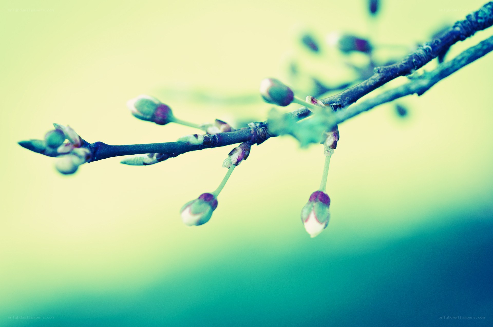 Blossom buds on a branch