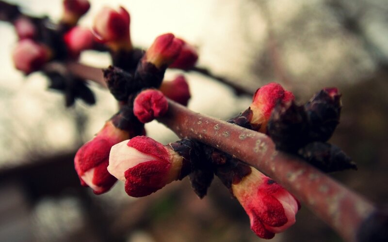 Blossom buds on a branch
