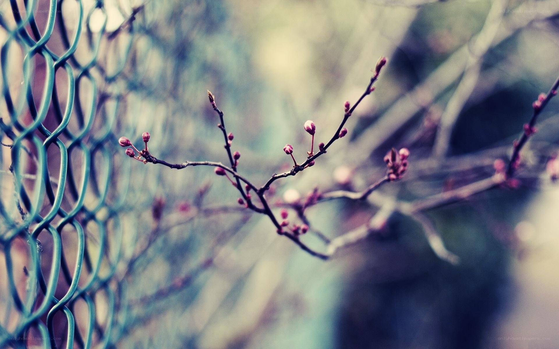 Blossom buds on a branch