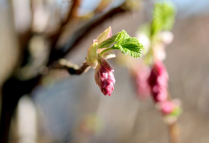 Blossom Buds on Branch