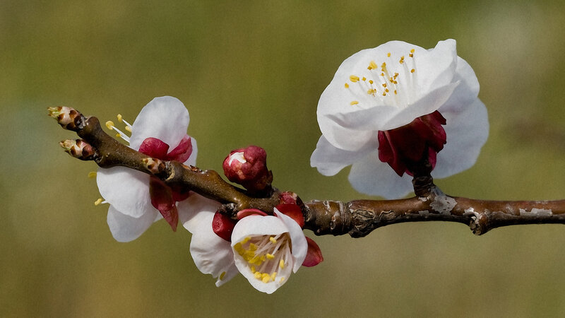 Blossoming almond branch