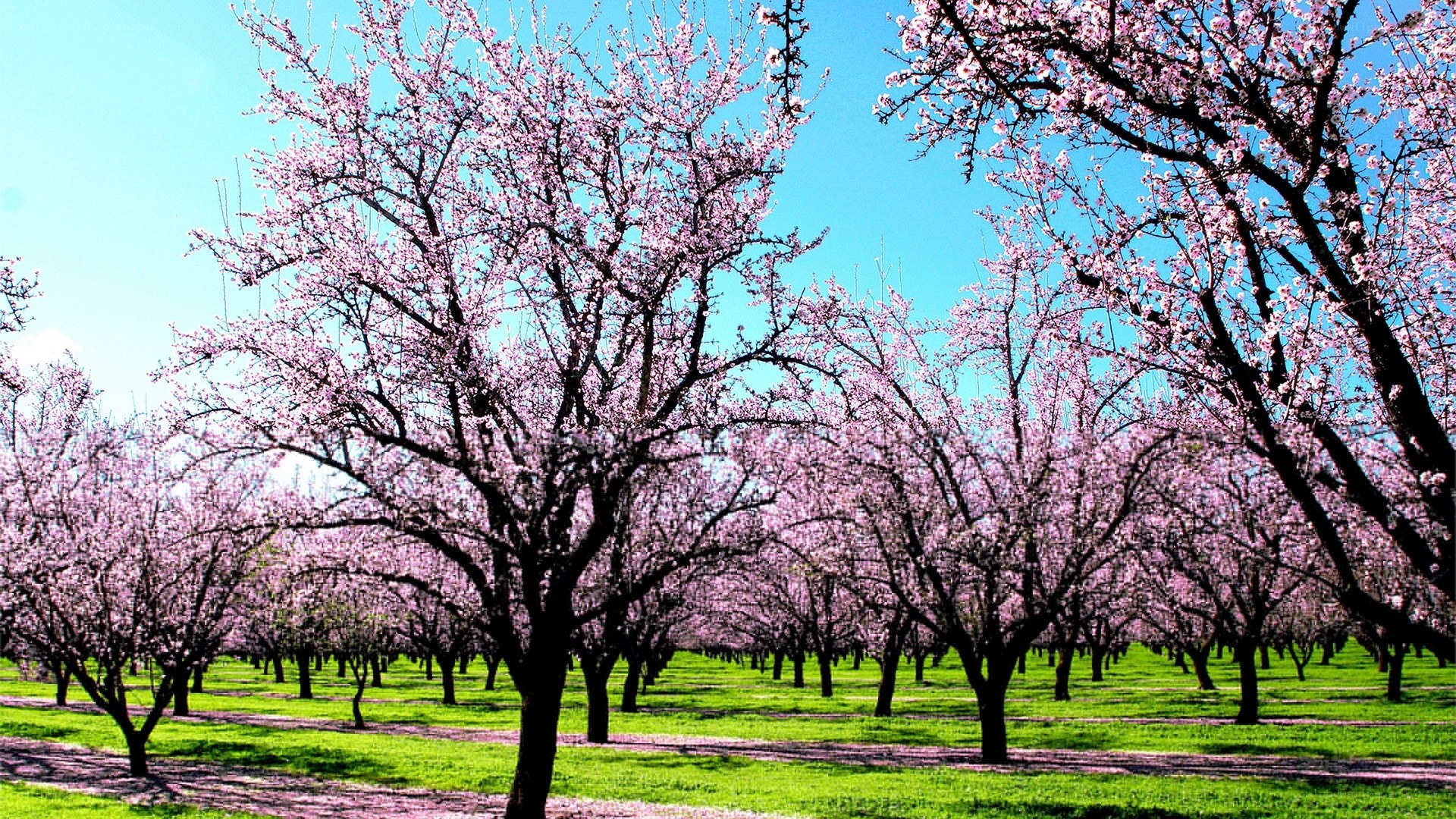 Blossoming almond orchard