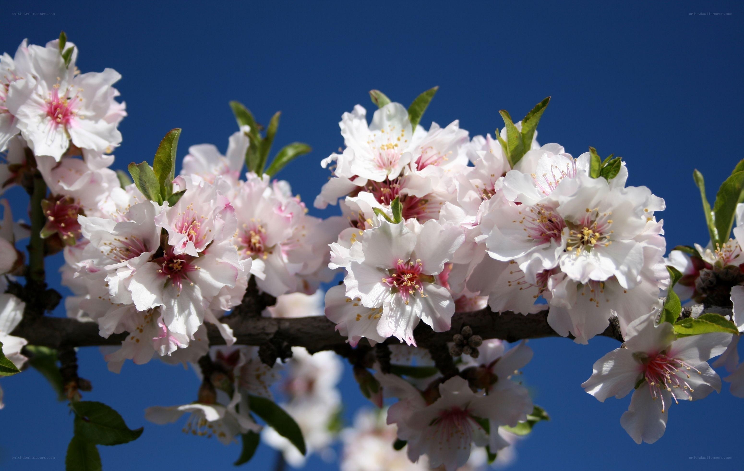 Blossoming almond tree branch