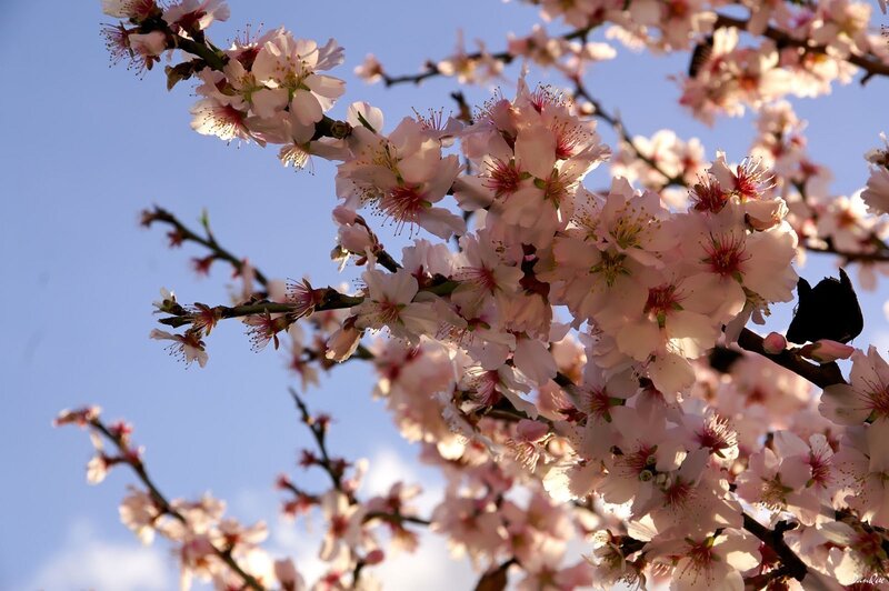 Blossoming almond tree branches