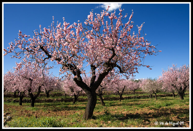Blossoming Almond Tree — Pink