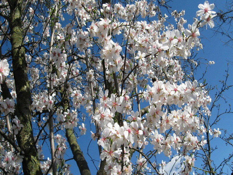 Blossoming almond tree
