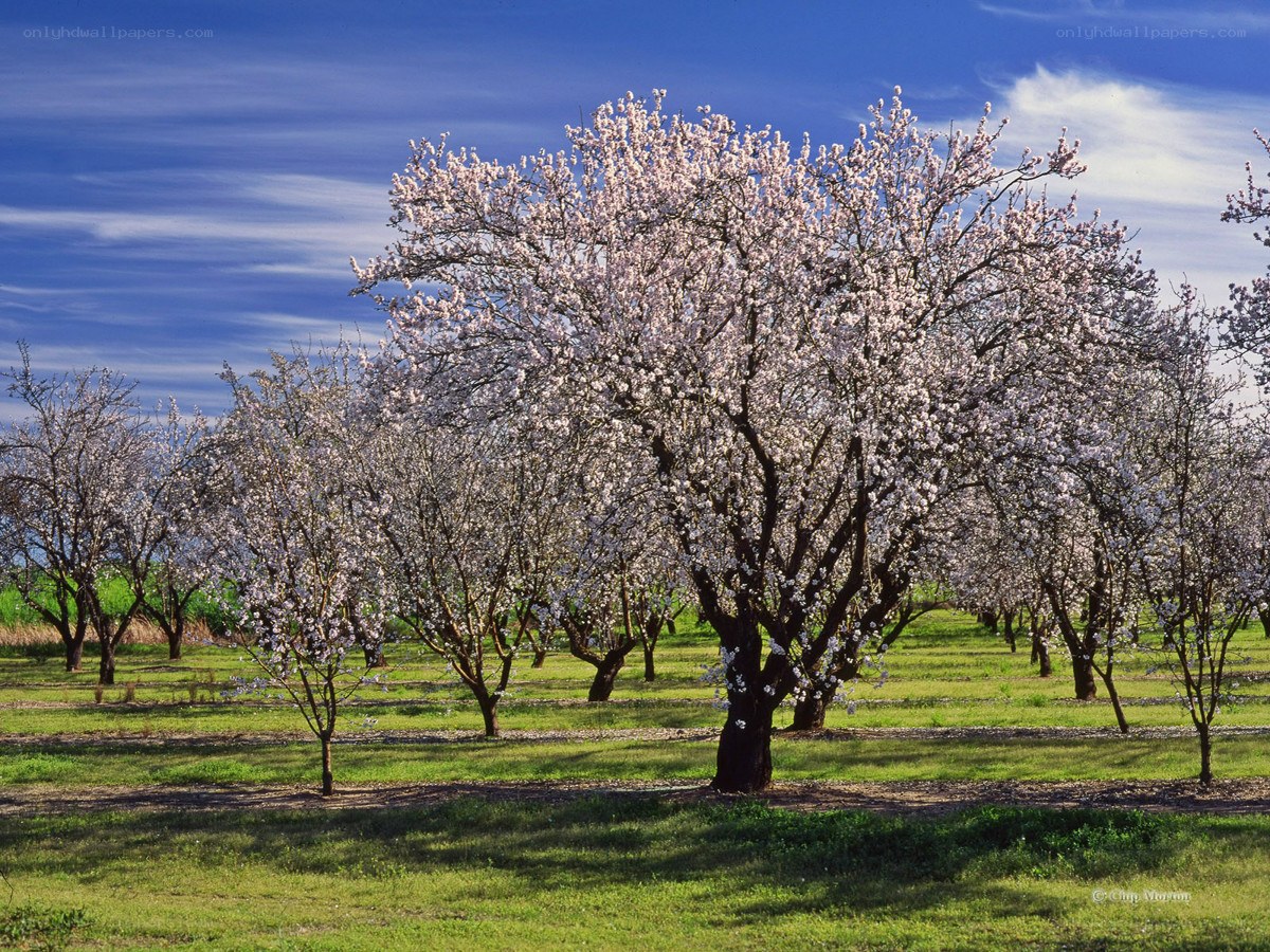 Blossoming almond trees in orchard