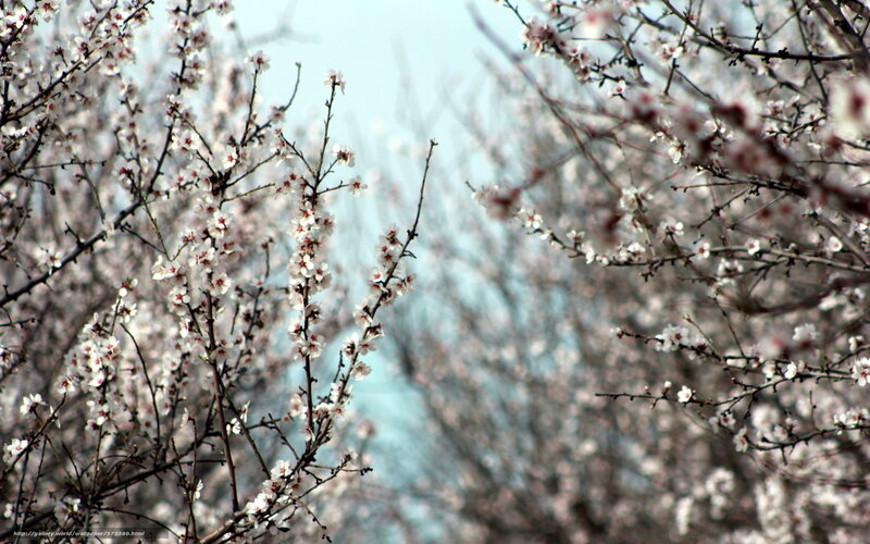 Blossoming almond trees