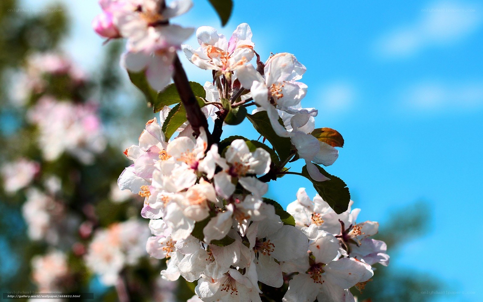 Blossoming apple tree branch