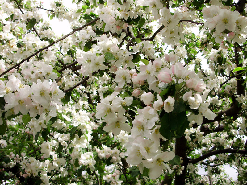 Blossoming apple tree branches