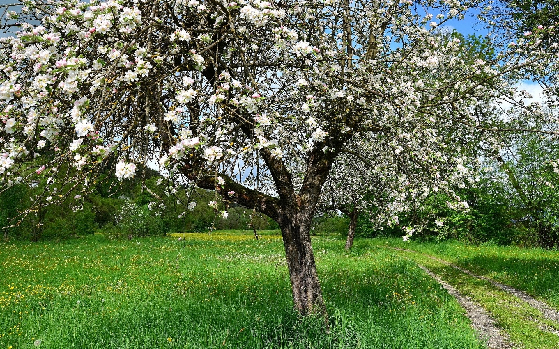 Blossoming apple tree in spring