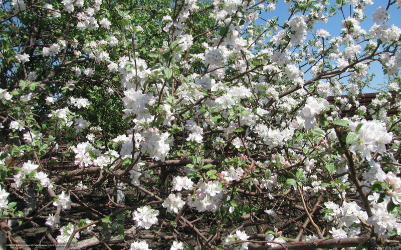 Blossoming apple tree in spring