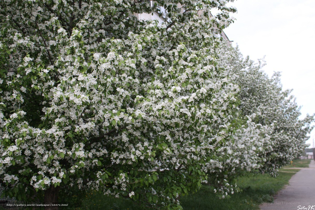 Blossoming apple trees in spring