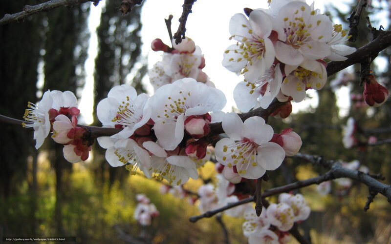 Blossoming Apricot Branch