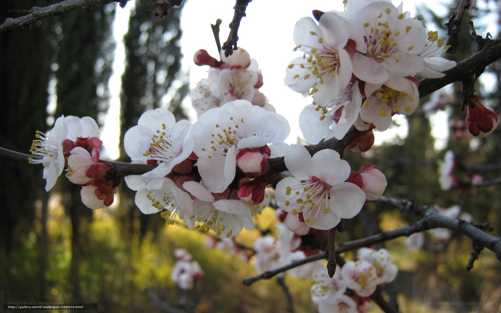 Blossoming Apricot Branch