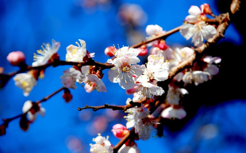 Blossoming branch against blue sky