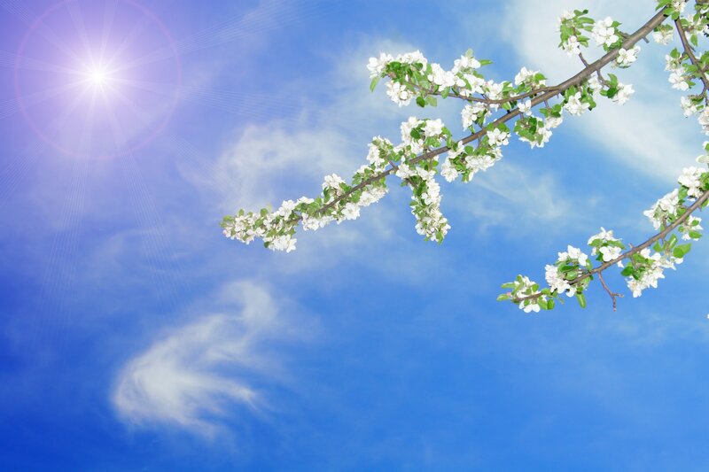 Blossoming branch against blue sky