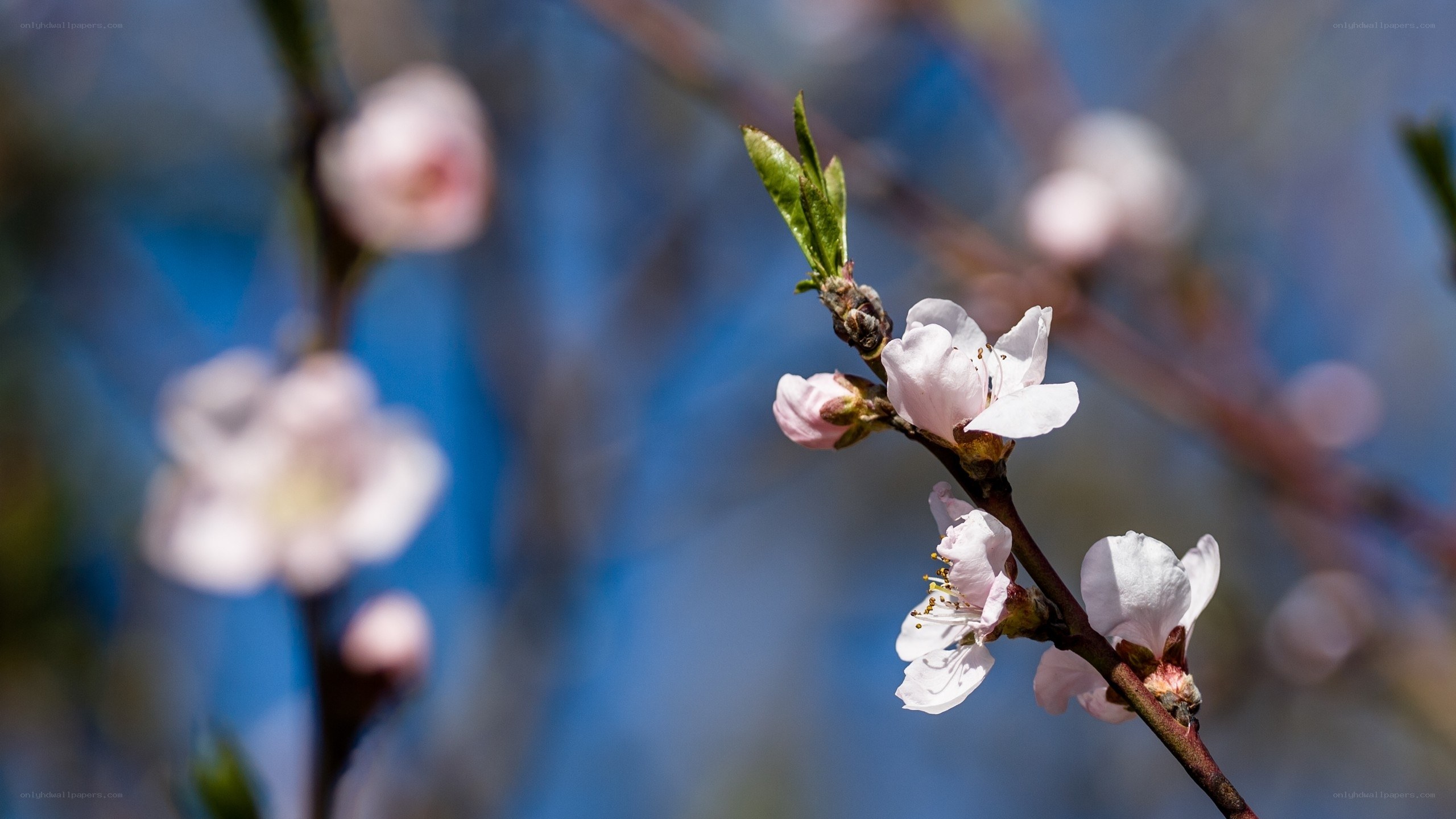 Blossoming branch against blue sky