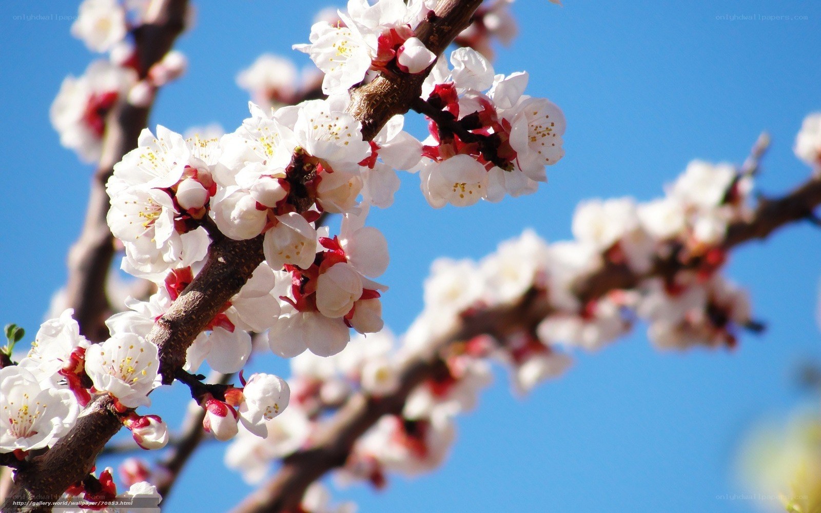 Blossoming branch against blue sky