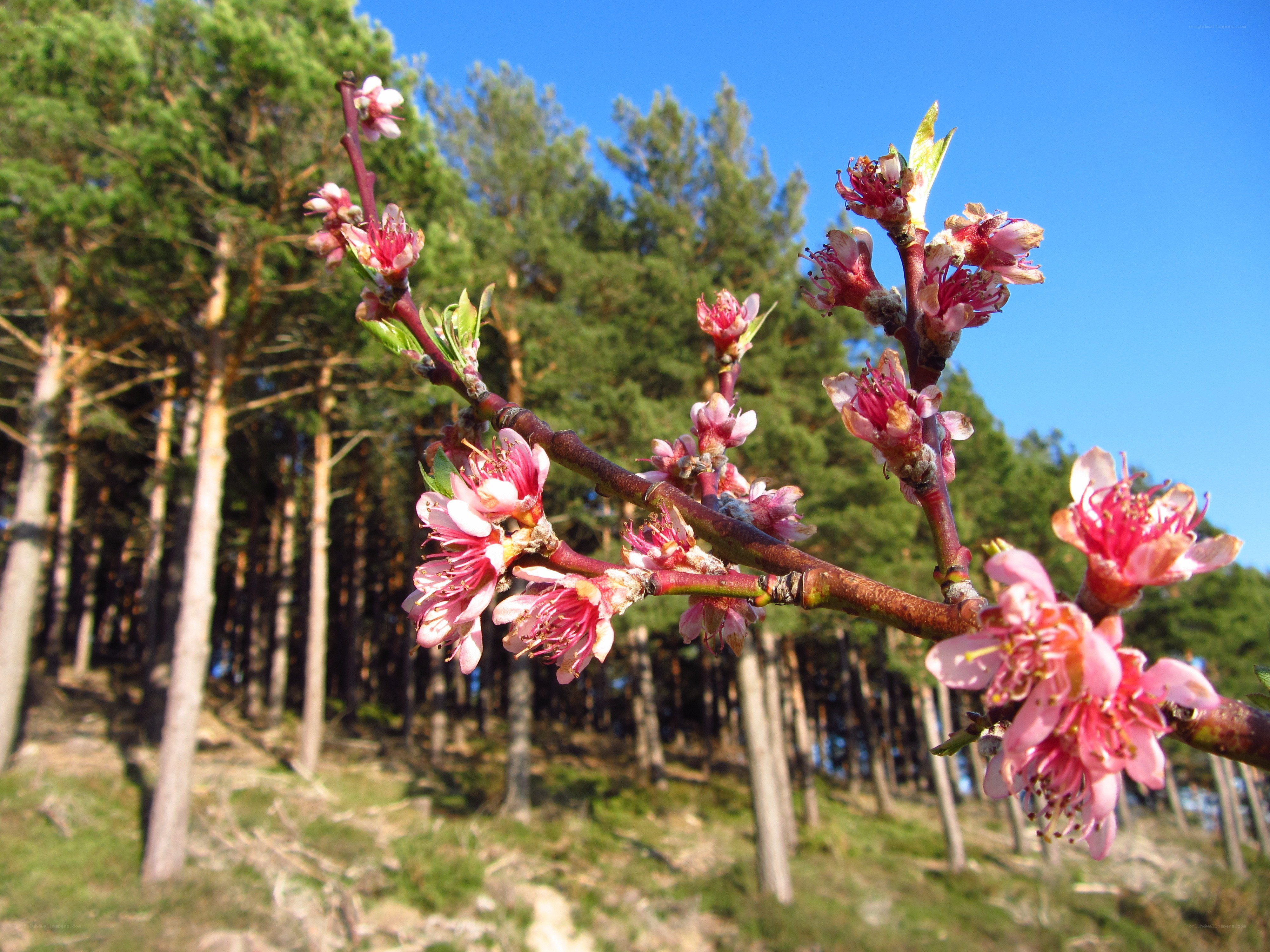 Blossoming branch in forest