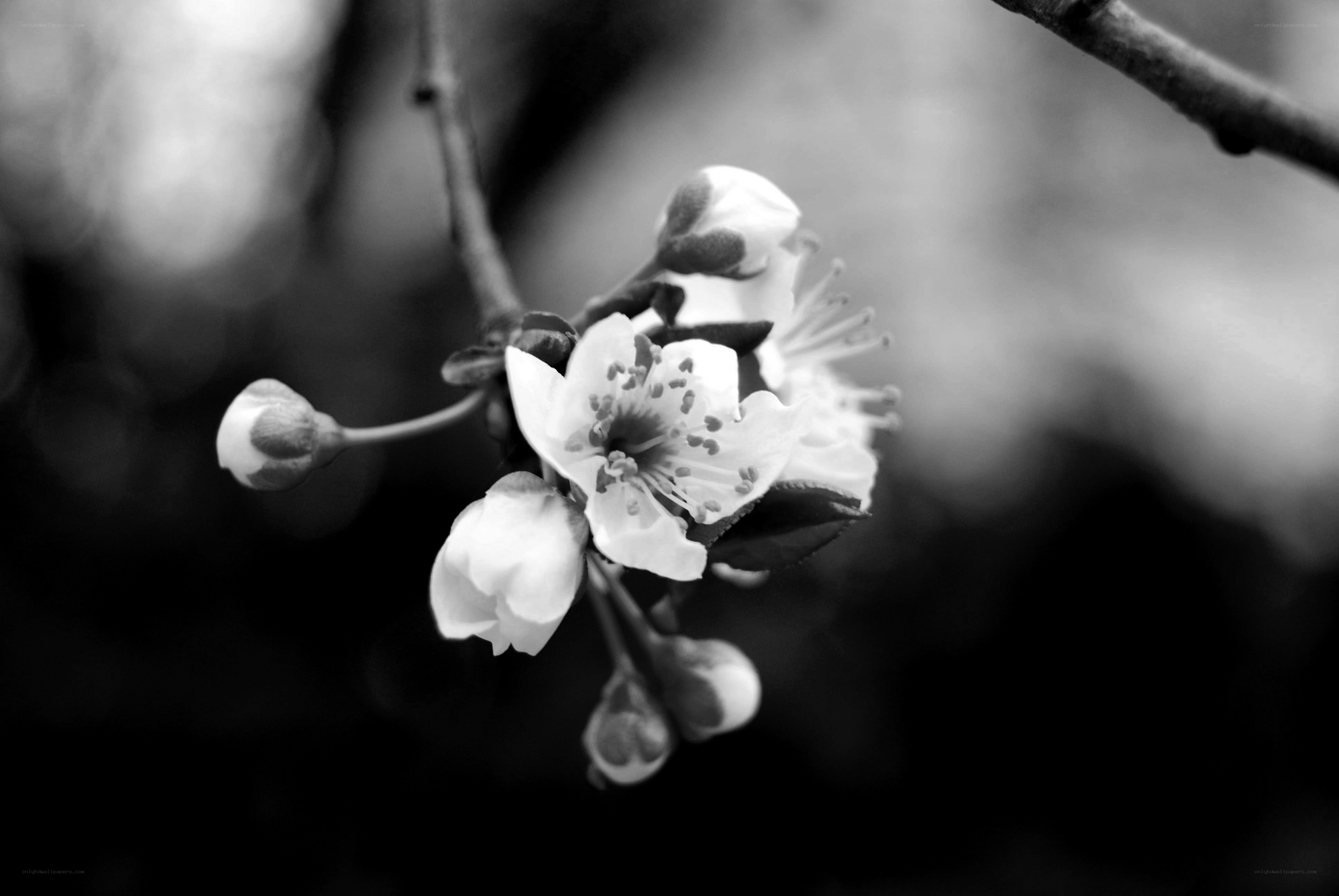 Blossoming branch in monochrome