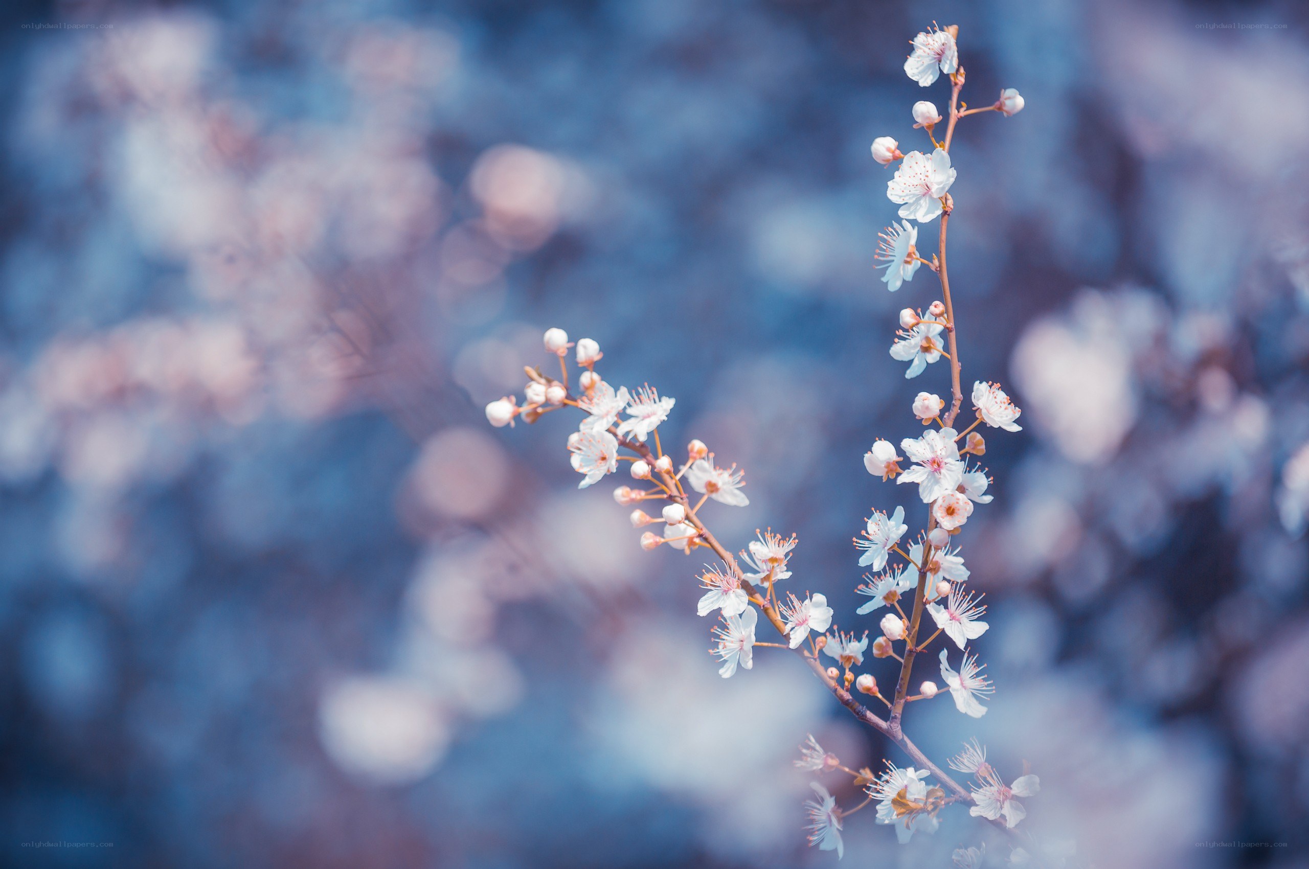 Blossoming branch in soft focus
