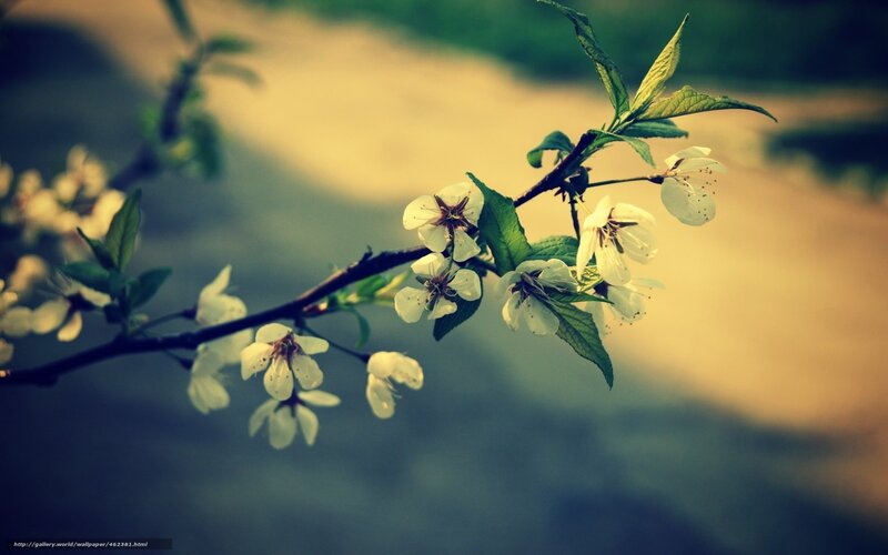 Blossoming branch in soft light