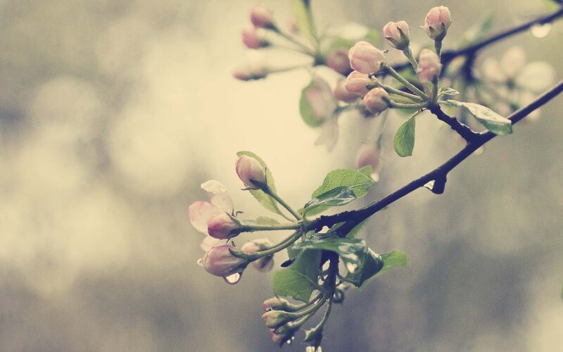 Blossoming branch in soft light