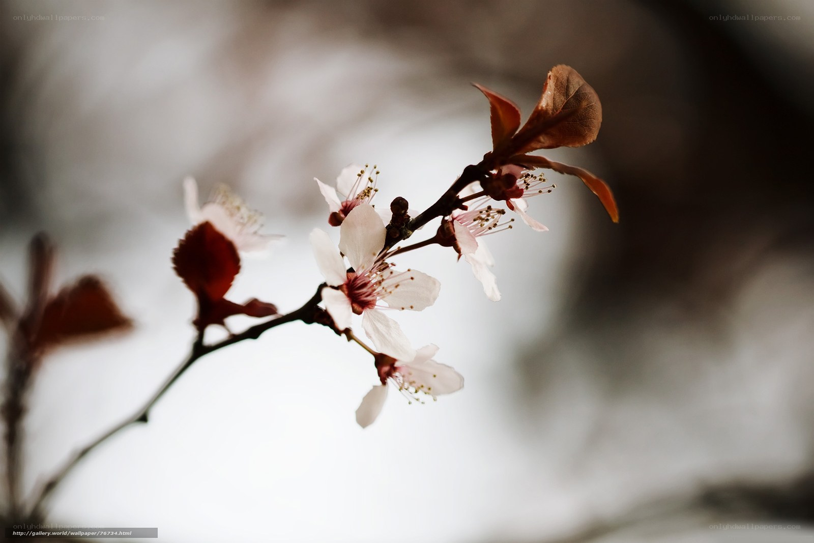 Blossoming branch in soft light