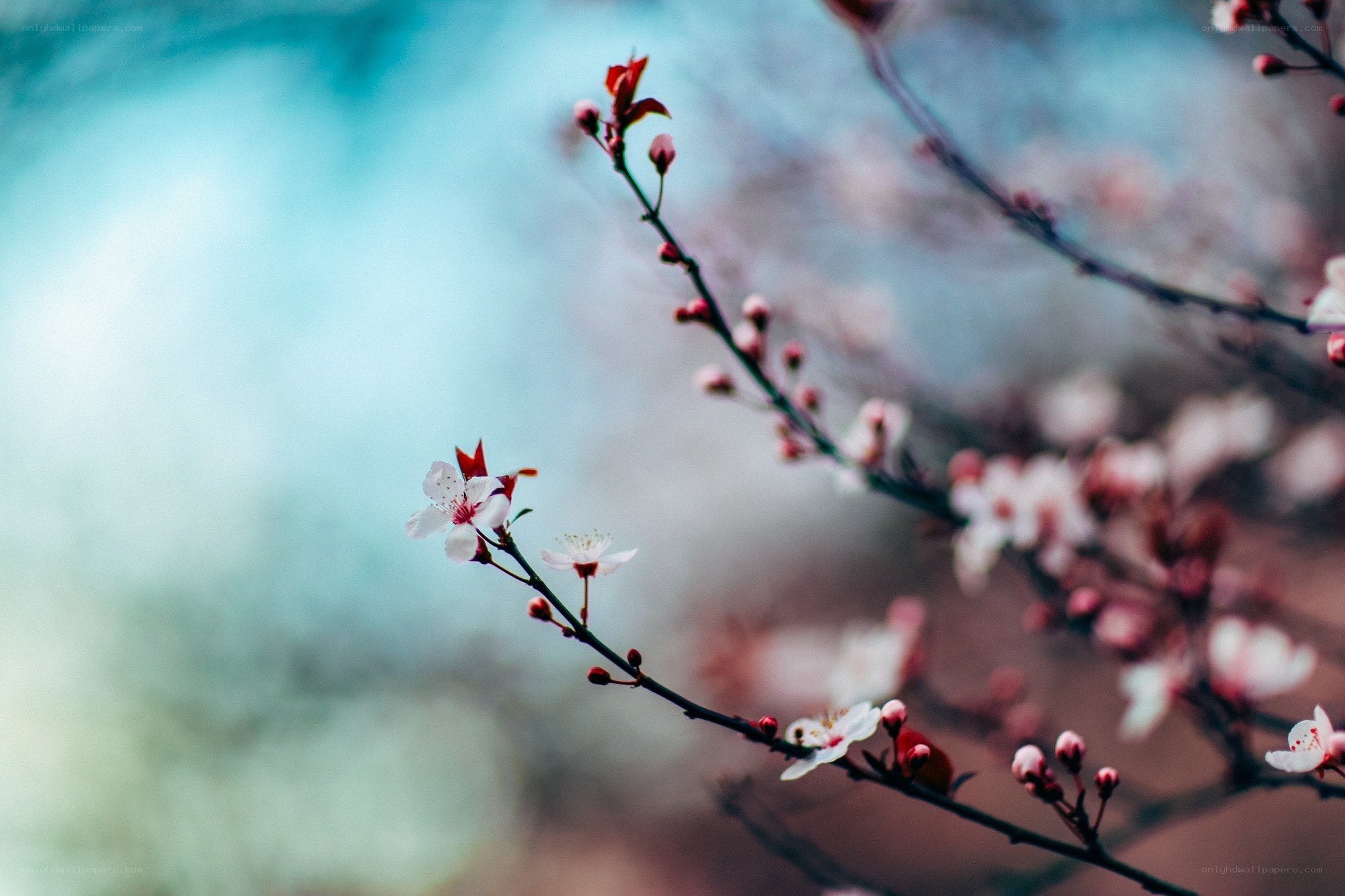 Blossoming branch in spring