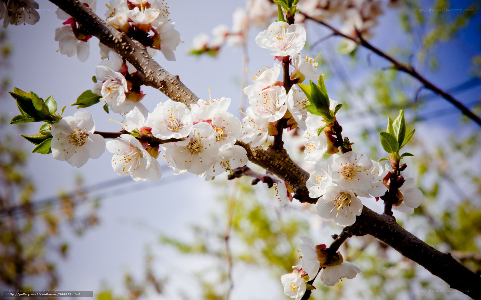 Blossoming branch in spring