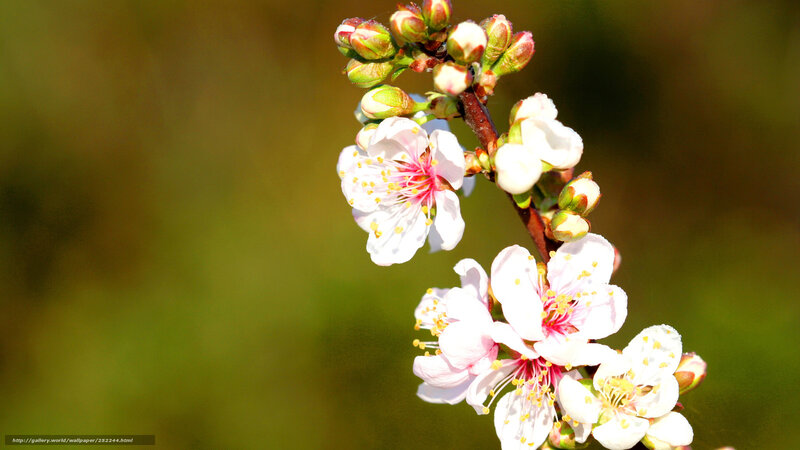 Blossoming branch in sunlight