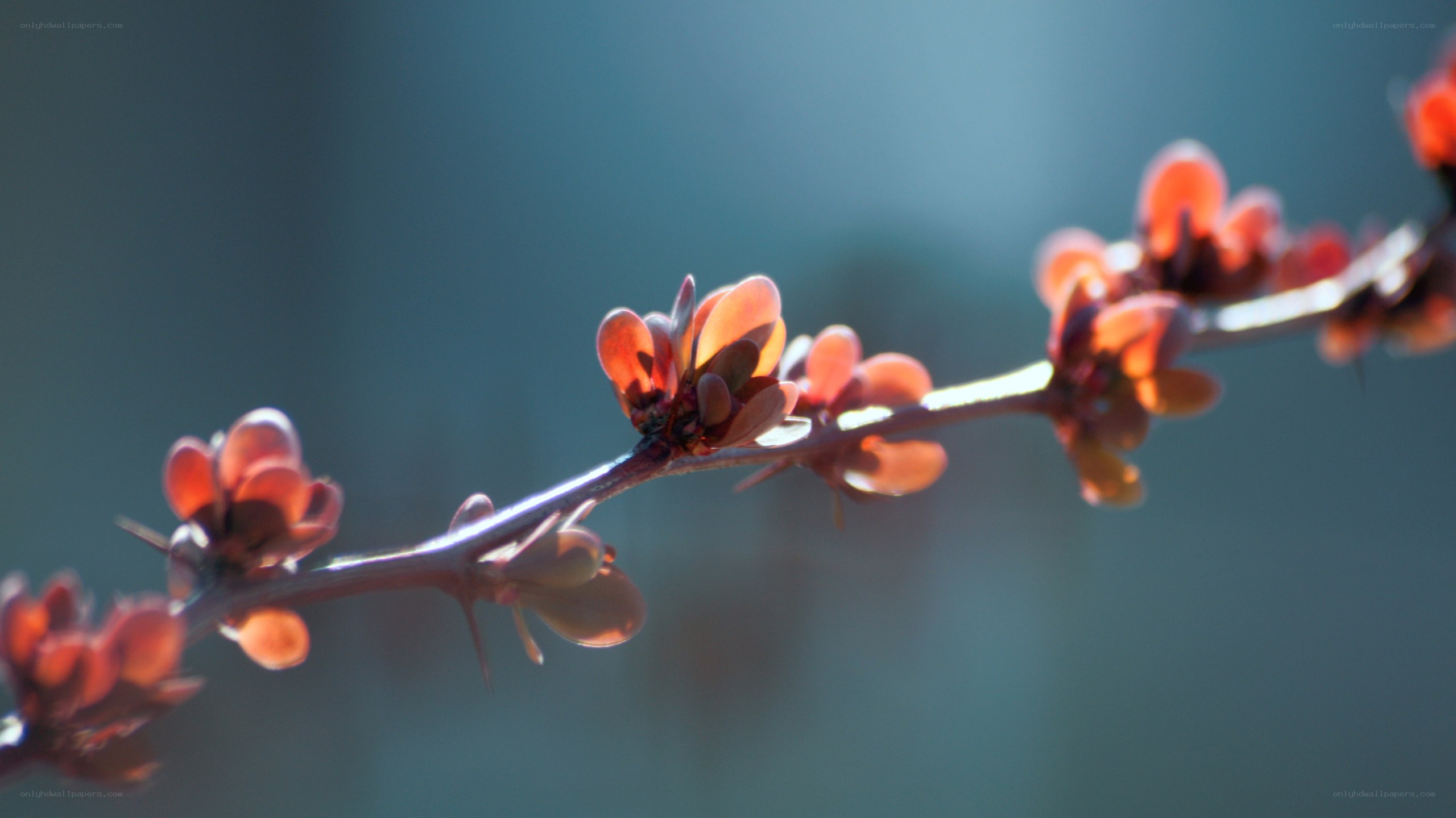 Blossoming branch in sunlight