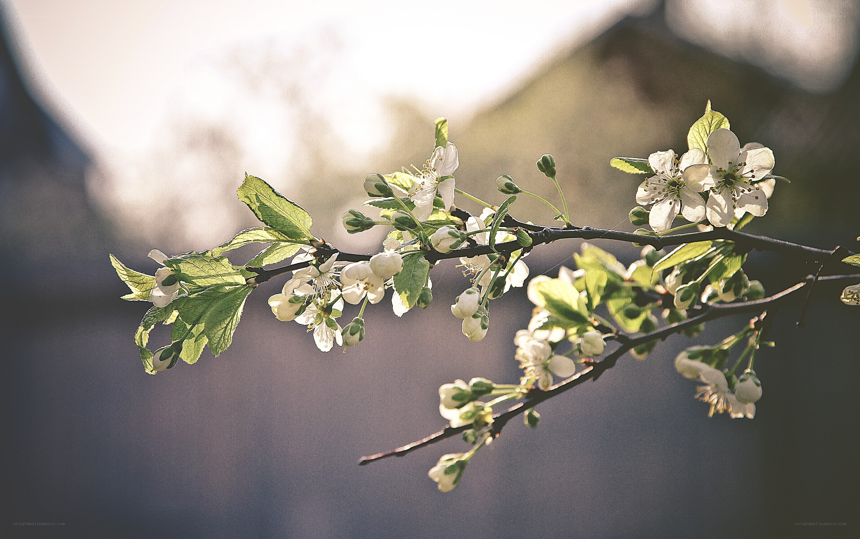 Blossoming branch in sunlight