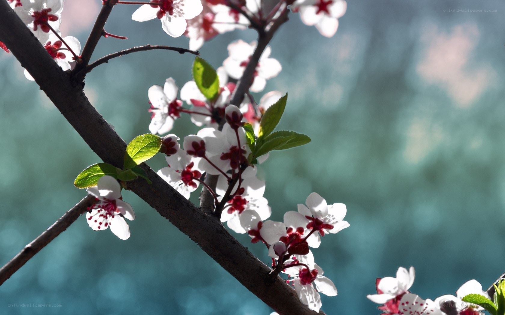 Blossoming branch in sunlight
