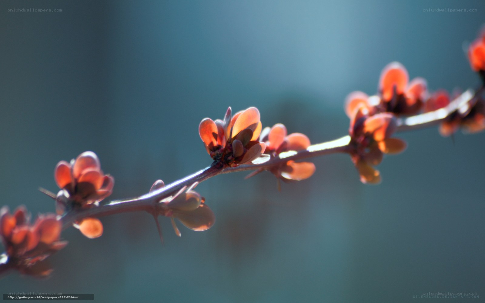 Blossoming branch in sunlight
