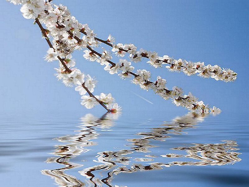 Blossoming branch over water