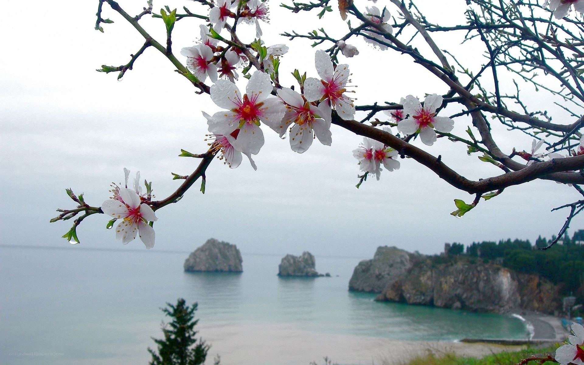 Blossoming branch overlooking the sea