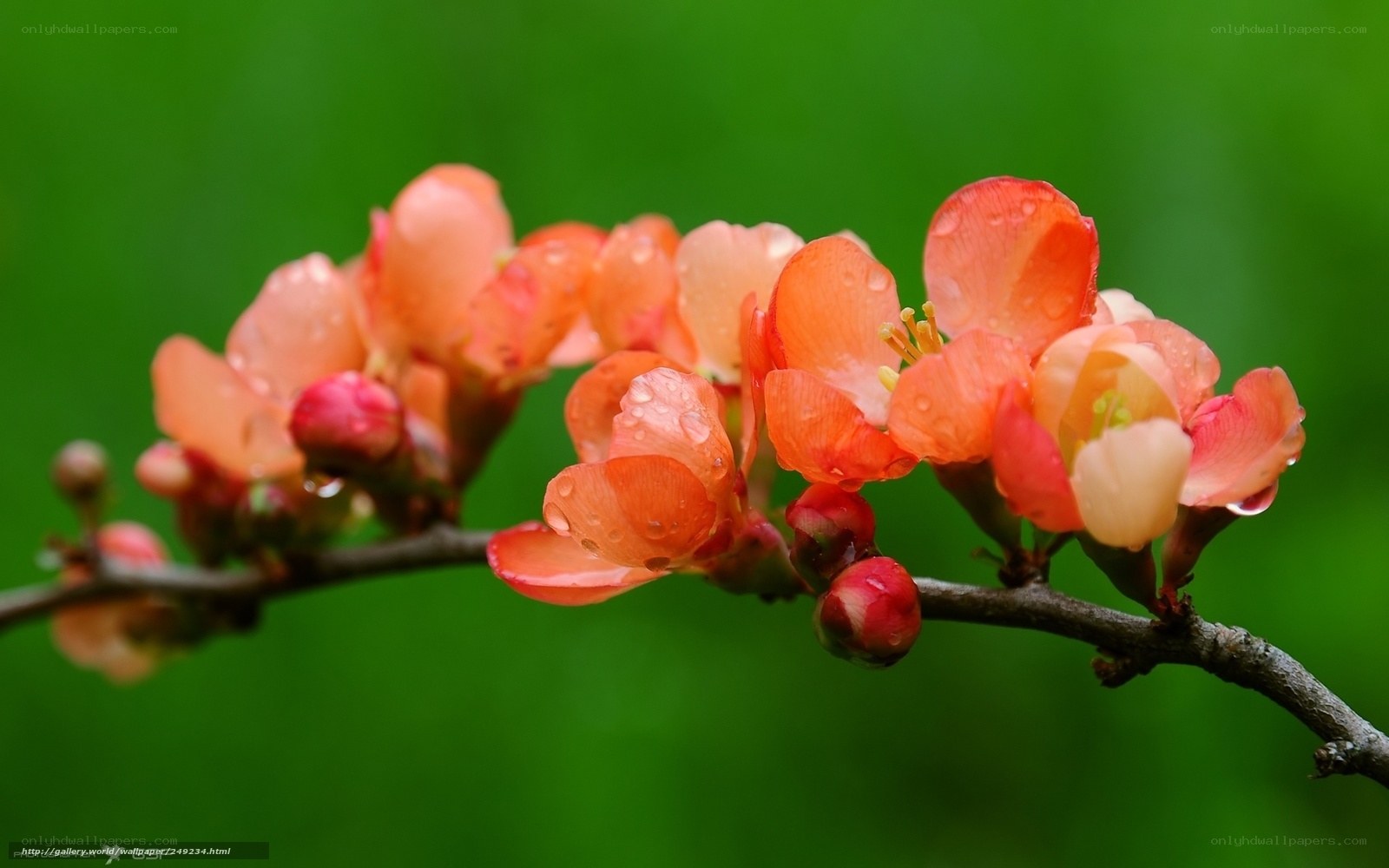 Blossoming branch with dewdrops
