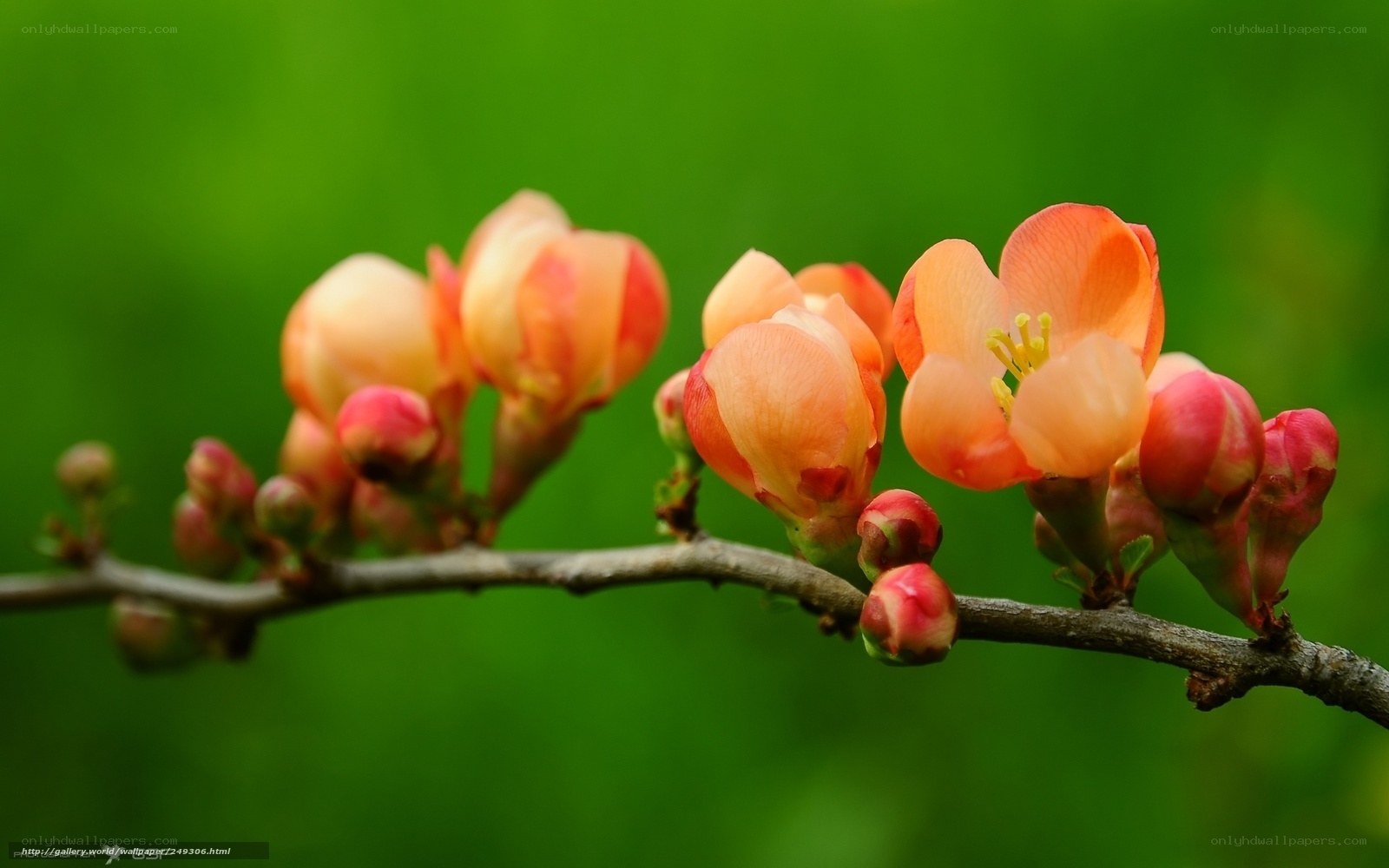 Blossoming branch with pink flowers