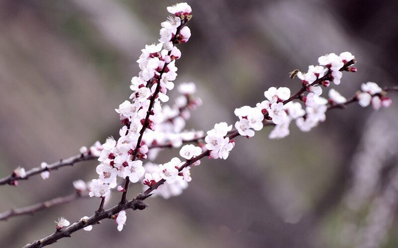 Blossoming branch with white flowers