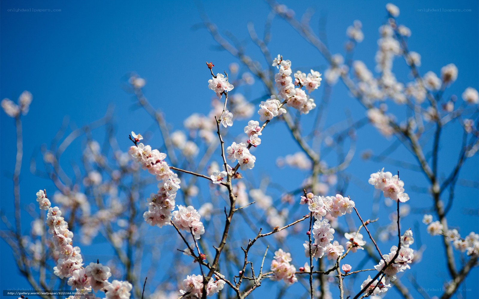 Blossoming branches against blue sky