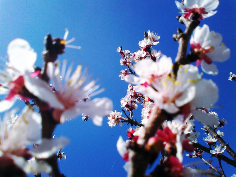 Blossoming branches against blue sky