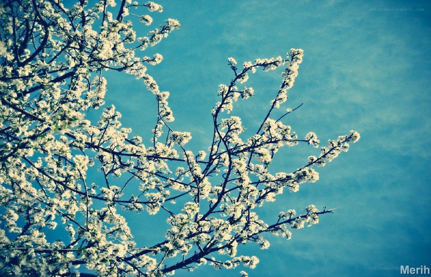 Blossoming branches against blue sky