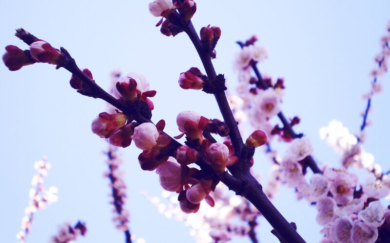 Blossoming branches against blue sky