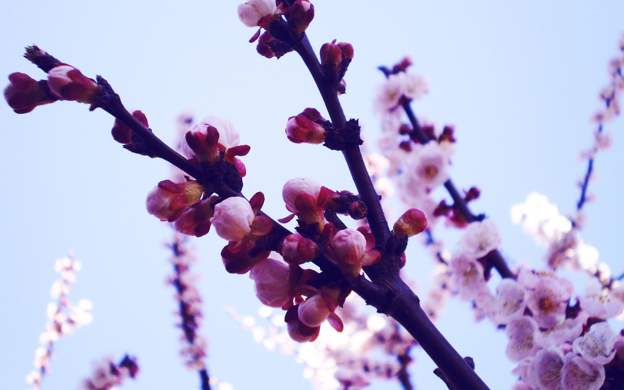 Blossoming branches against blue sky