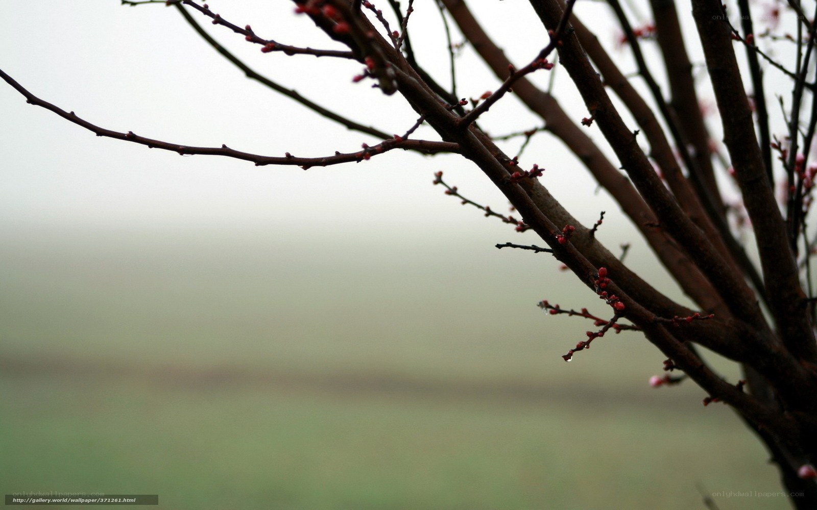 Blossoming branches in mist