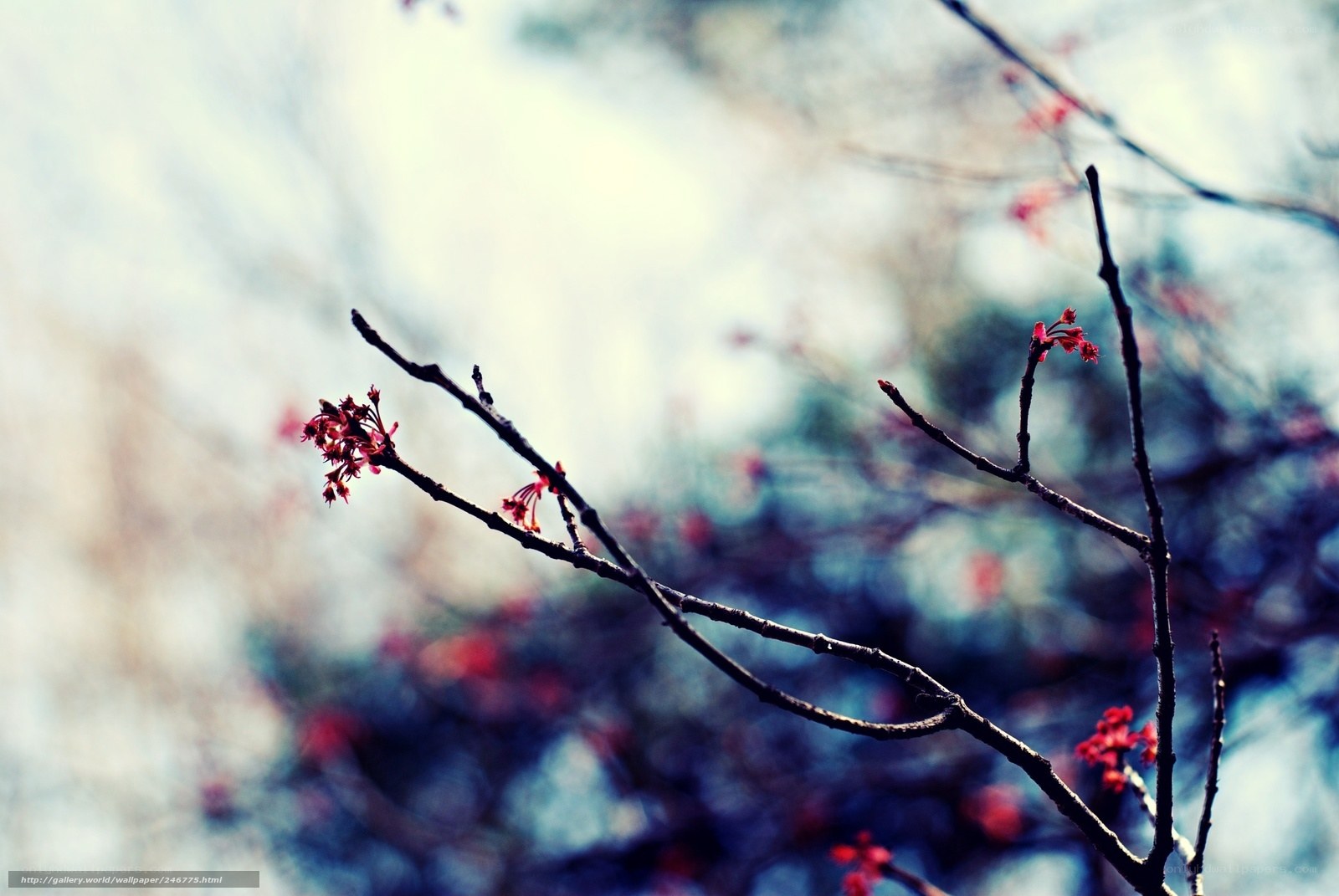 Blossoming Branches in Soft Light