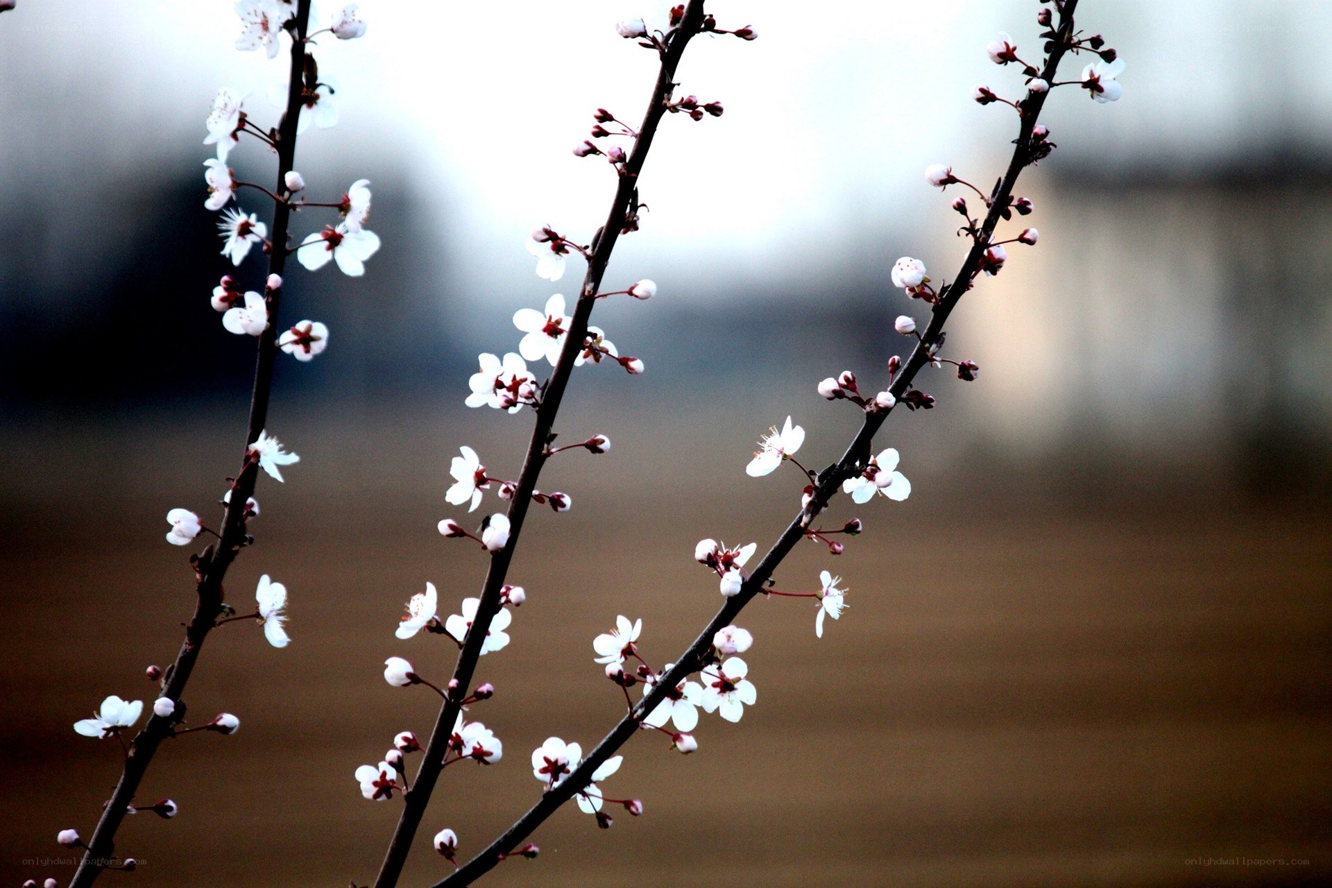 Blossoming branches in spring