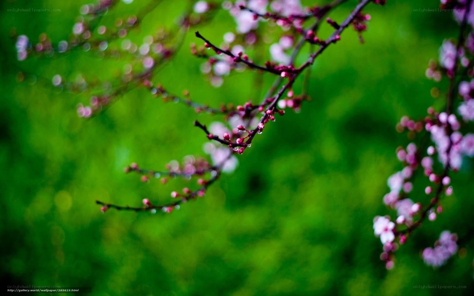 Blossoming branches in spring